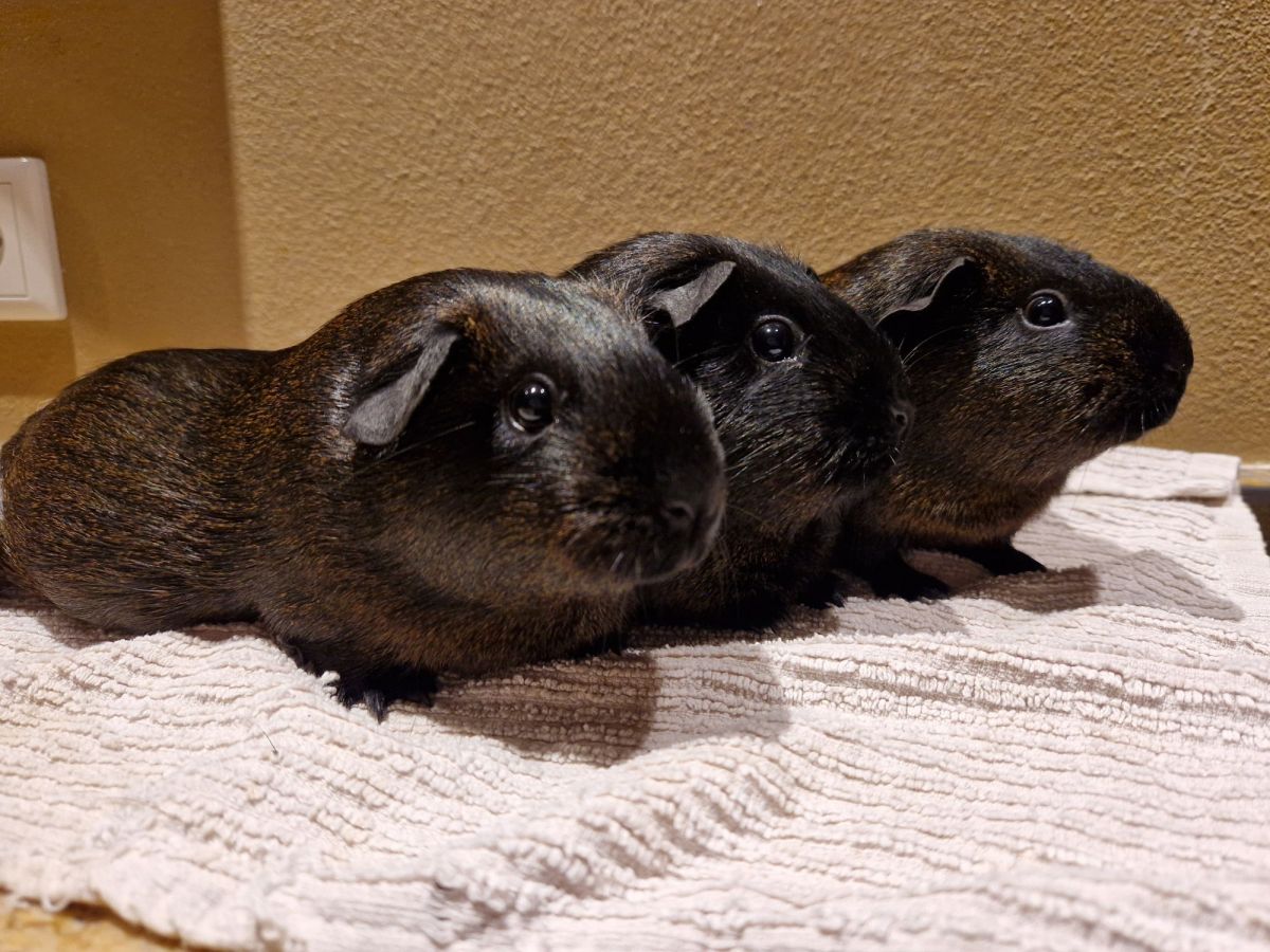 Isadora und ihre&nbsp;Töchter